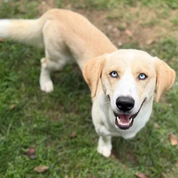 Blue -  Mixed Breed Dog for Adoption - Blue | PetCurious