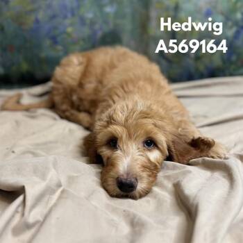 HEDWIG -  Golden Retriever and Mixed Breed Dog for Adoption - HEDWIG | PetCurious