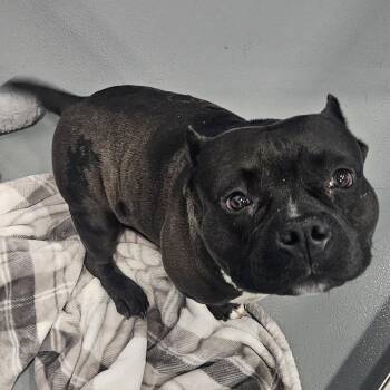 Truffle -  Staffordshire Bull Terrier Dog for Adoption in Kalamazoo, Michigan - Truffle | PetCurious
