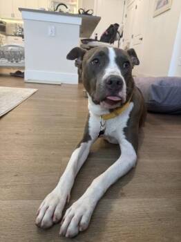Princess -  Mixed Breed and Pit Bull Terrier Dog for Adoption in Austin, Texas - Princess | PetCurious