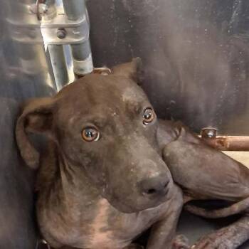 260616K127 - Dale -  Labrador Retriever and Mixed Breed Dog for Adoption in Enterprise, Alabama - 260616K127 - Dale | PetCurious