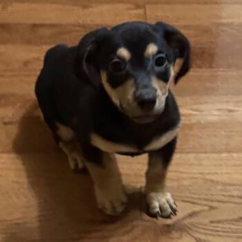 Izzy Pup: River -  Dachshund and Mixed Breed Dog for Adoption in Falls Church, Virginia - Izzy Pup: River | PetCurious