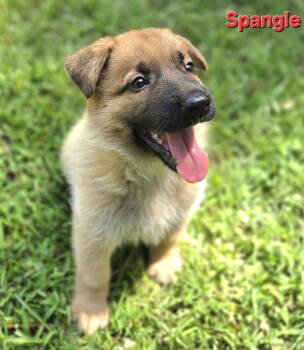 Spangle -  Retriever and Shepherd Dog for Adoption in Milton, Georgia - Spangle | PetCurious