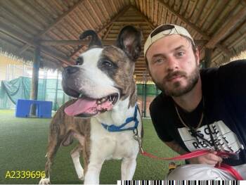 BAXTER -  Mixed Breed Dog for Adoption in West Palm Beach, Florida - BAXTER | PetCurious