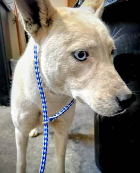 Pearl -  Siberian Husky and Labrador Retriever Dog for Adoption in Carlsbad, California - Pearl | PetCurious