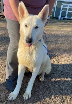 Rescue German Shepherd Dog Dogs for Adoption in Troy, Alabama - Gardenia | PetCurious
