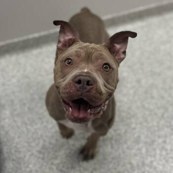 Rescue American Bully Dogs for Adoption in Youngstown, Ohio - Coffee | PetCurious