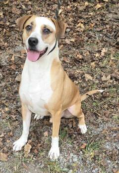 Rescue Boxer and Labrador Retriever Dogs for Adoption in New York, New York - Toby *foster Needed* | PetCurious