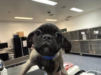 PUGSLY -  Pug and Mixed Breed Dog for Adoption in Thousand Palms, California - PUGSLY | PetCurious