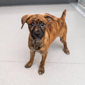 Fujifilm -  Labrador Retriever and Mixed Breed Dog for Adoption in New York, New York - Fujifilm | PetCurious