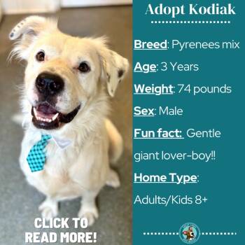 Rescue Great Pyrenees and Mixed Breed Dogs for Adoption in Metamora, Michigan - Kodiak | PetCurious