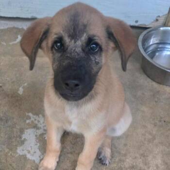 Owen (Coming Soon) -  Mixed Breed Dog for Adoption in Bonifay, Florida - Owen (Coming Soon) | PetCurious