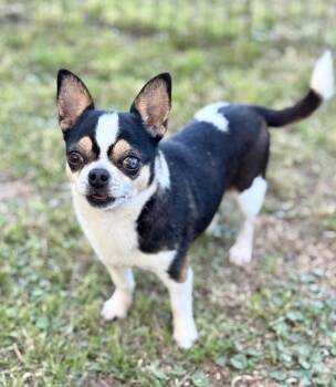 Chihuahua Dogs Available for Adoption -  Marcus | PetCurious