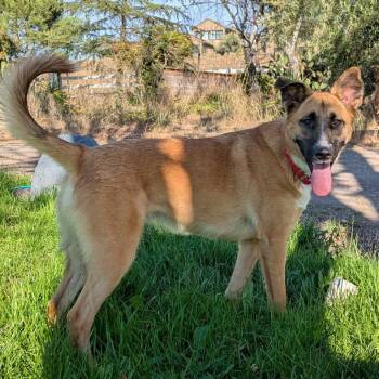 Stevie Nicks -  Mixed Breed Dog for Adoption in Sonoma, California - Stevie Nicks | PetCurious
