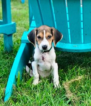 Bagel -  Beagle Dog for Adoption in Roxbury Township, New Jersey - Bagel | PetCurious