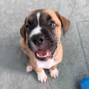 Sid -  Terrier and Mixed Breed Dog for Adoption in Pinellas Park, Florida - Sid | PetCurious