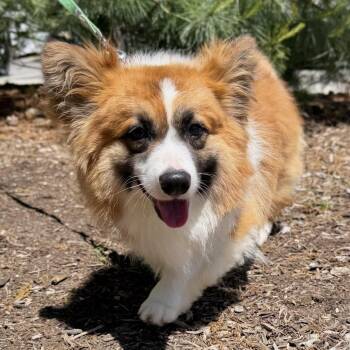 Balenciaga -  Corgi Dog for Adoption in East Hampton, New York - Balenciaga | PetCurious