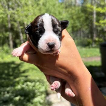 Jules -  Presa Canario Dog for Adoption in Vaughan, Ontario - Jules | PetCurious