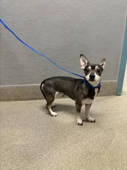CARLITOS -  Chihuahua Dog for Adoption in Las Vegas, Nevada - CARLITOS | PetCurious