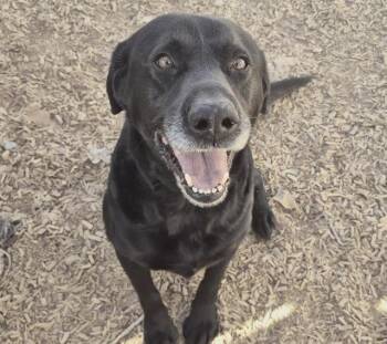 Labrador Retriever and Mixed Breed Dogs Available for Adoption - WRIGLEY | PetCurious