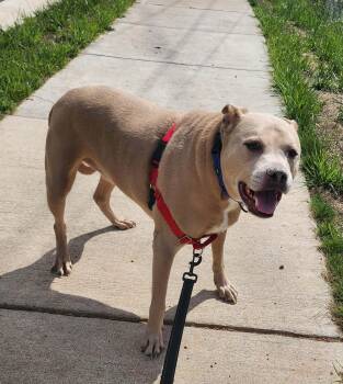 Pit Bull Terrier Dogs Available for Adoption in Manassas, Virginia - DEXTER | PetCurious