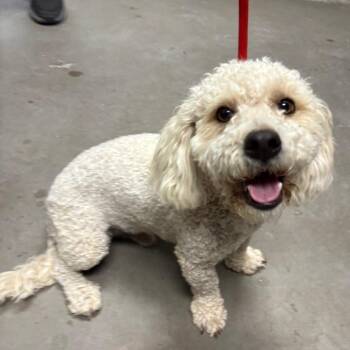 Vanilla -  Poodle Dog for Adoption in Yuma, Arizona - Vanilla | PetCurious