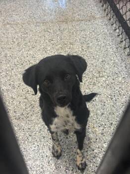 Meg -  Australian Cattle Dog Blue Heeler Dog for Adoption in Republic, Missouri - Meg | PetCurious
