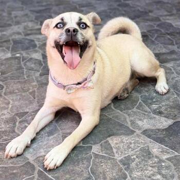 Rescue Pug and Beagle Dogs for Adoption in San Diego, California - Sheyla | PetCurious
