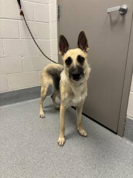 SANTANA -  German Shepherd Dog Dog for Adoption in Indianapolis, Indiana - SANTANA | PetCurious