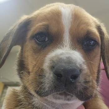 Australian Shepherd Dogs Available for Adoption in Tupelo, Mississippi - Zorro - 032411U | PetCurious