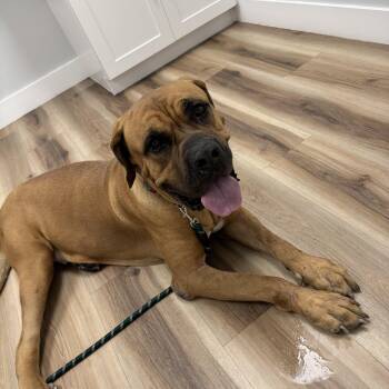 Teddy -  Boerboel Dog for Adoption in Fort Pierce, Florida - Teddy | PetCurious