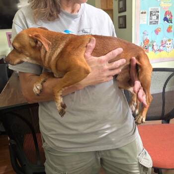Titlest -  Chihuahua and Dachshund Dog for Adoption in San Antonio, Texas - Titlest | PetCurious