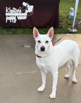 Husky and Shepherd Dogs Available for Adoption in Kannapolis, North Carolina - Blossom | PetCurious