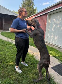 Jemma -  Great Dane Dog for Adoption in Creston, Iowa - Jemma | PetCurious
