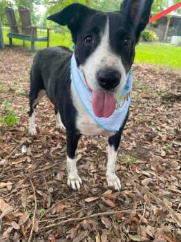 Carmen -  Border Collie Dog for Adoption in Winnie, Texas - Carmen | PetCurious