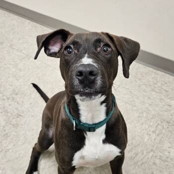 Rescue Labrador Retriever and Hound Dogs for Adoption in Chatham, Virginia - Phillip | PetCurious