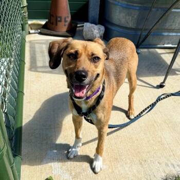 PRINGLE -  Terrier Dog for Adoption in Leesburg, Virginia - PRINGLE | PetCurious