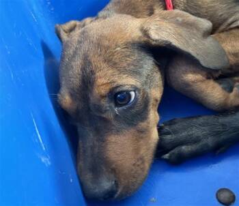 CLEO -  Mixed Breed Dog for Adoption in Dallas, Texas - CLEO | PetCurious
