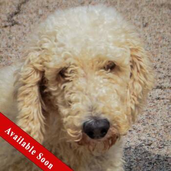 Garnet -  Poodle Dog for Adoption in Huntley, Illinois - Garnet | PetCurious