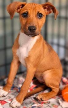 Riley -  Terrier Dog for Adoption in El Dorado, Arkansas - Riley | PetCurious