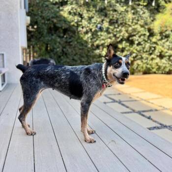 Subaru -  Australian Cattle Dog Blue Heeler Dog for Adoption in Los Angeles, California - Subaru | PetCurious