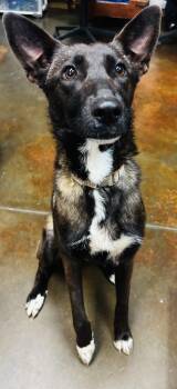 Shepherd Dogs Available for Adoption in Council Bluffs, Iowa - Mabel  | PetCurious