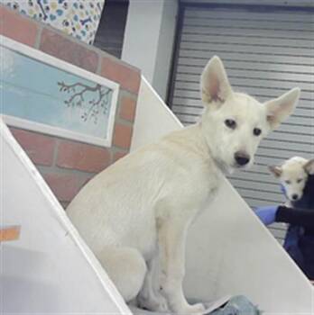 Siberian Husky and Mixed Breed Dogs Available for Adoption in Houston, Texas - RAELLE | PetCurious