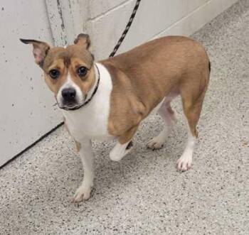 Mixed Breed Dogs Available for Adoption in Kansas City, Missouri - London | PetCurious