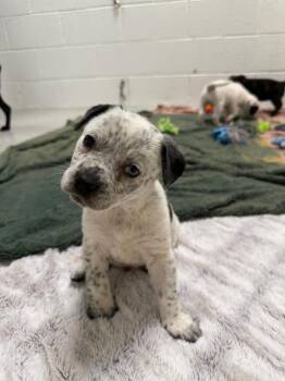 Buck -  Cattle Dog and Terrier Dog for Adoption in Phoenix, Arizona - Buck | PetCurious