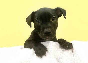 Labrador Retriever and Mixed Breed Dogs Available for Adoption in Fort Lauderdale, Florida - RUTH | PetCurious