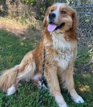 Tank -  Mountain Dog Dog Available for Adoption in Russellville, Kentucky - Tank | PetCurious