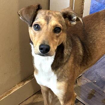 Terrier Dogs Available for Adoption - Petrie | PetCurious