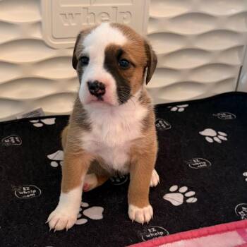 Border Collie and Pit Bull Terrier Dogs Available for Adoption in Durham, North Carolina - Hoot | PetCurious