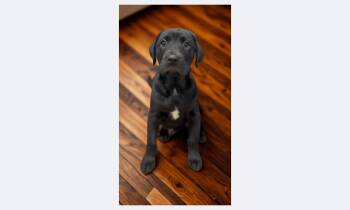 Rescue Black Labrador Retriever Dogs for Adoption in Barton, Vermont - Jax | PetCurious